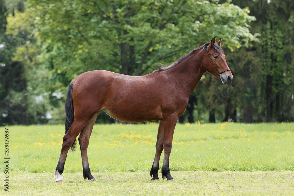 Chestnut horse with a long white mane stands on natural summer background, profile side view, exterior Chestnut horse with a long white mane stands on natural summer background, profile side view, exterior