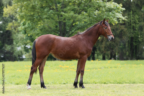 Chestnut horse with a long white mane stands on natural summer background, profile side view, exterior