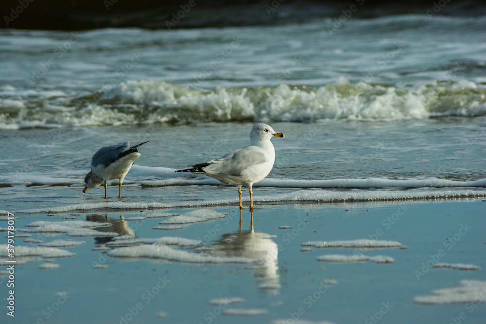 Ring-billed gull and Wilson's snipe Ring-billed gull and Wilson's snipe