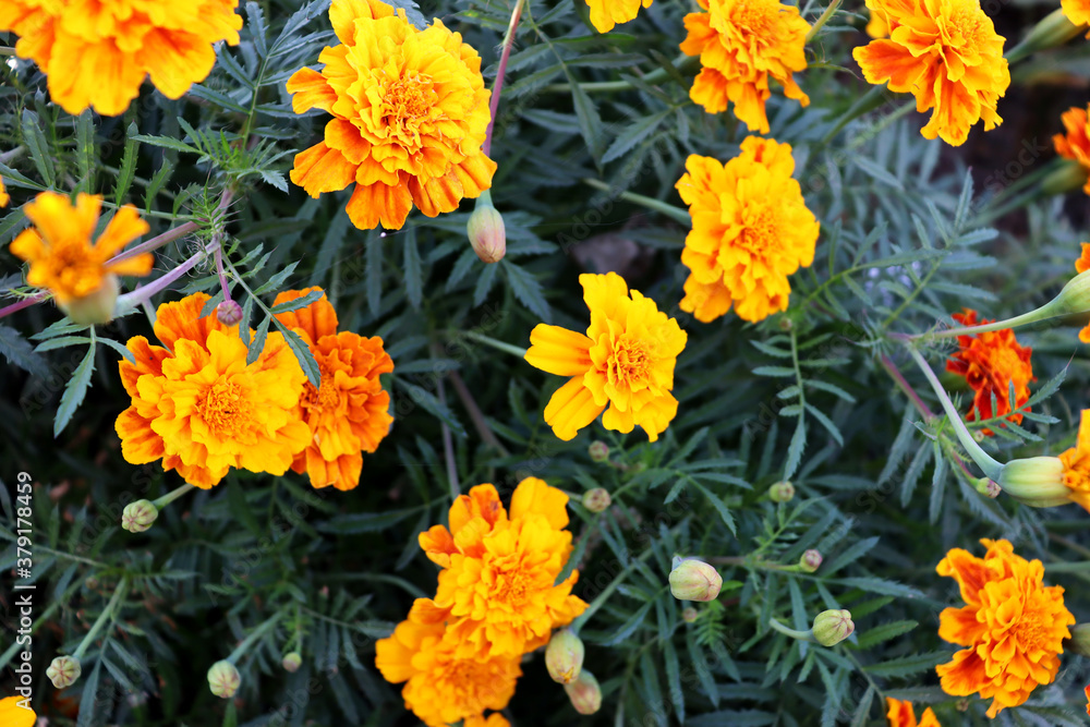 Orange romantic flower wallpaper on garden Orange romantic flower wallpaper on garden