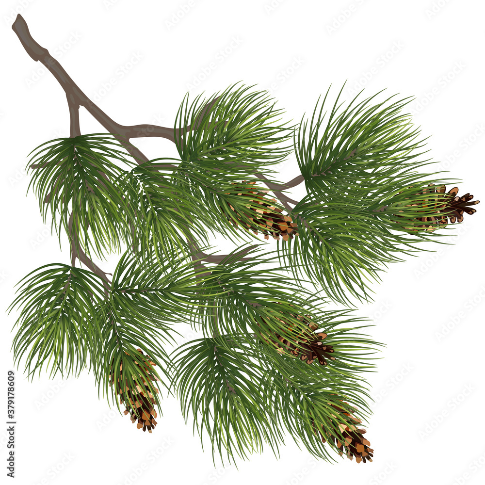 Obraz premium Realistic fir tree branches decoration. Fir tree branch with cones. Pine branch. Christmas decoration. Eps10