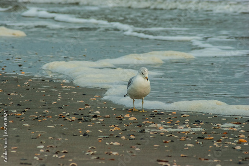Ring-billed gull