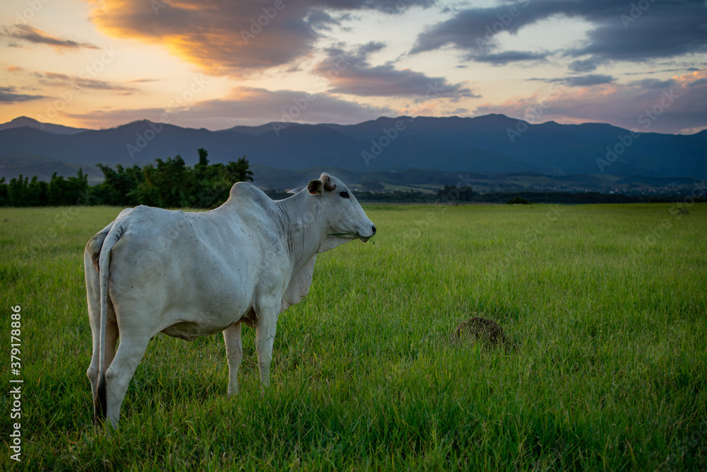 Nelore cattle on pasture with beautiful sunset Nelore cattle on pasture with beautiful sunset