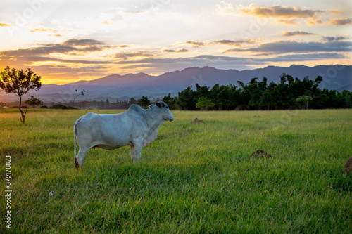 Nellore cattle on pasture with beautiful sunset