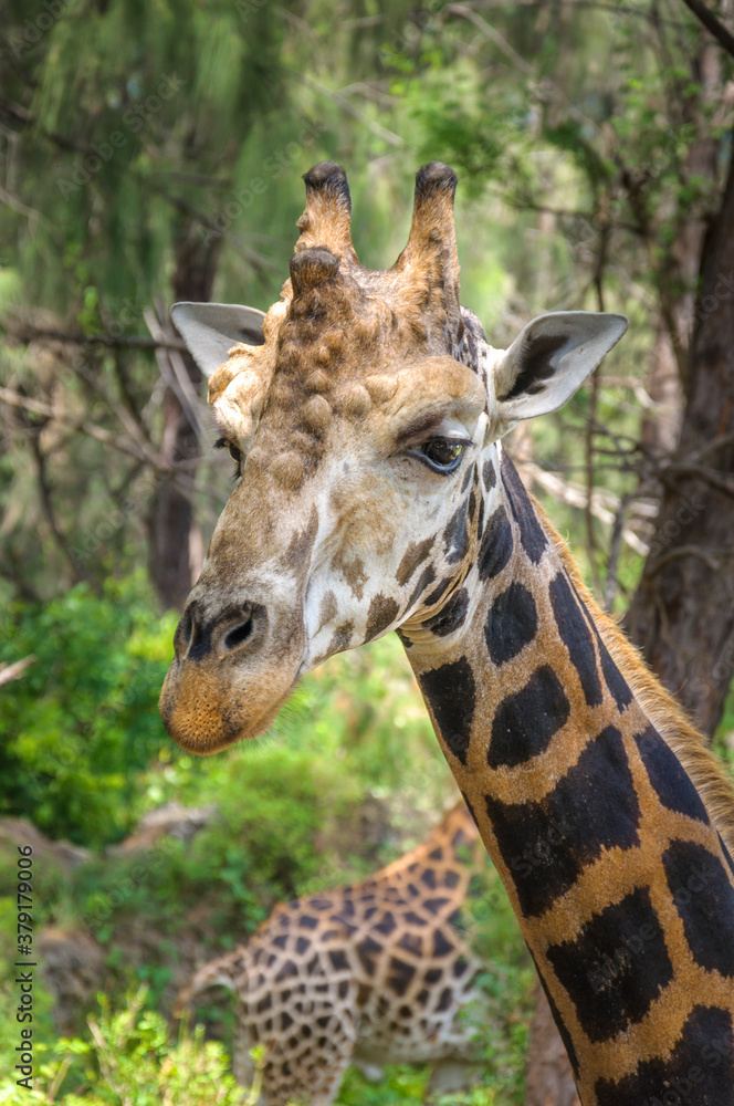 Portrait of a giraffe