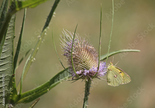 A specimen of clouded yellow (Colias croceus) perched on a inflorescence of the wild teasel (Dipsacus fullonum) in summer © 9elisa9