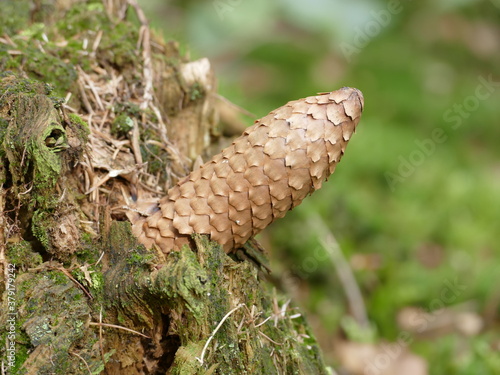 Tannenzapfen ist in einen morschen Baumstumpf eingeschlagen