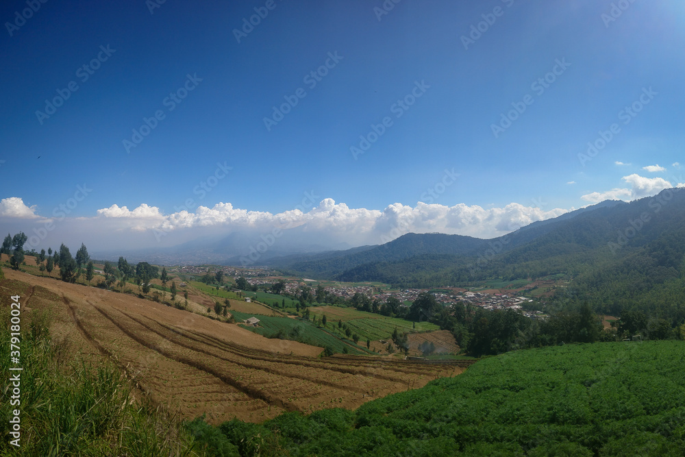 Naklejka premium vineyard in the mountains