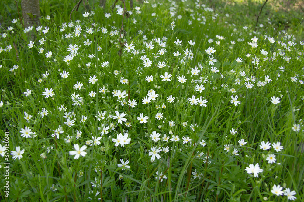 Small white flowers in large quantities on a forest clearing or in a field in spring. Can be used as a background Small white flowers in large quantities on a forest clearing or in a field in spring. Can be used as a background