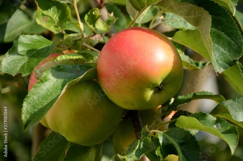 ripe apples grow on the branch on a tree in the garden in Autumn. 