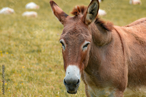 Close-up portrait of the head of a brown-orange donkey looking to the left of the photo, but looking straight into the camera. Orange-brown head with white snout.