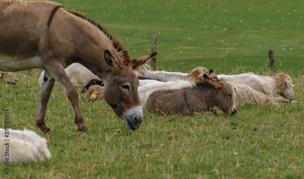 head of a large donkey grazing to the right of the photo and the iqueirda of the photo is a young donkey lying down with its head facing that of the adult donkey. head of a large donkey grazing to the right of the photo and the iqueirda of the photo is a young donkey lying down with its head facing that of the adult donkey.