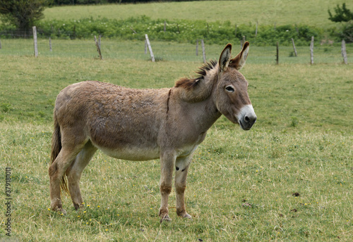 brown donkey from the side facing forward to the right of the photo  on the grass