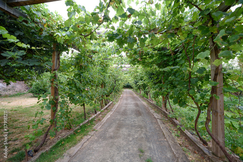 Dirt road under a vineyard of white wine grapes. The vines surround on the sides and on the top of the road. the path reaches the middle of the photo and it remains as I end up in infinity.