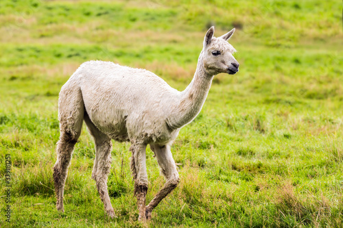 The llama after a haircut pasting © Kushnirov Avraham