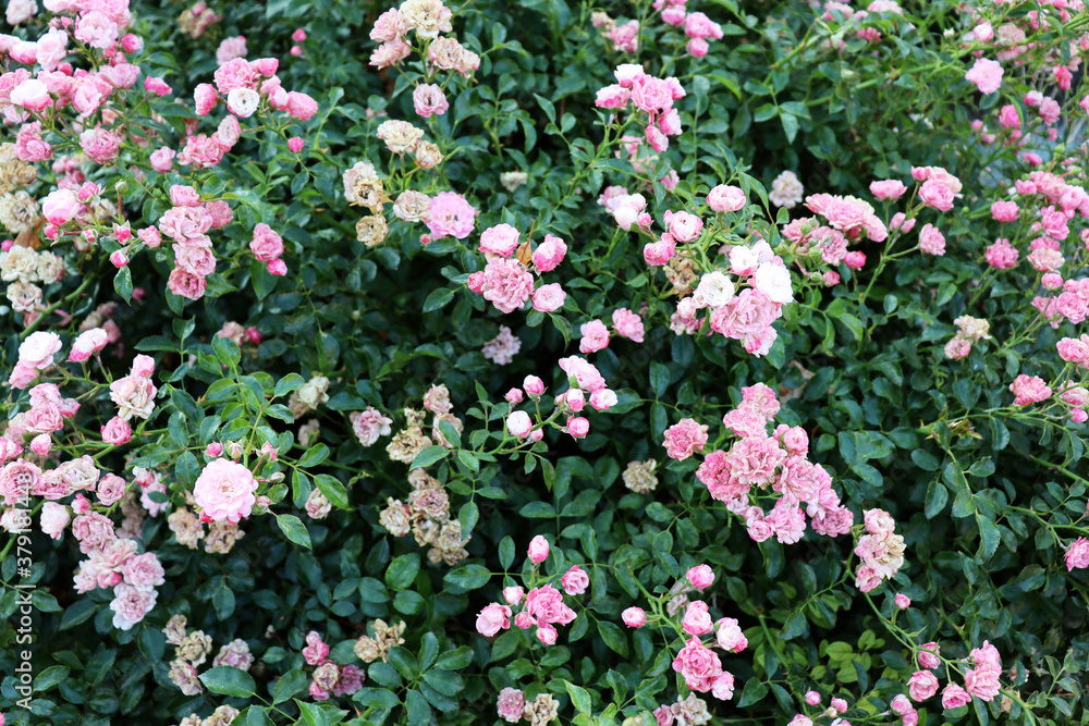 Romantic nature wallpaper. Beautiful flowers backdrop Romantic nature wallpaper. Beautiful flowers backdrop