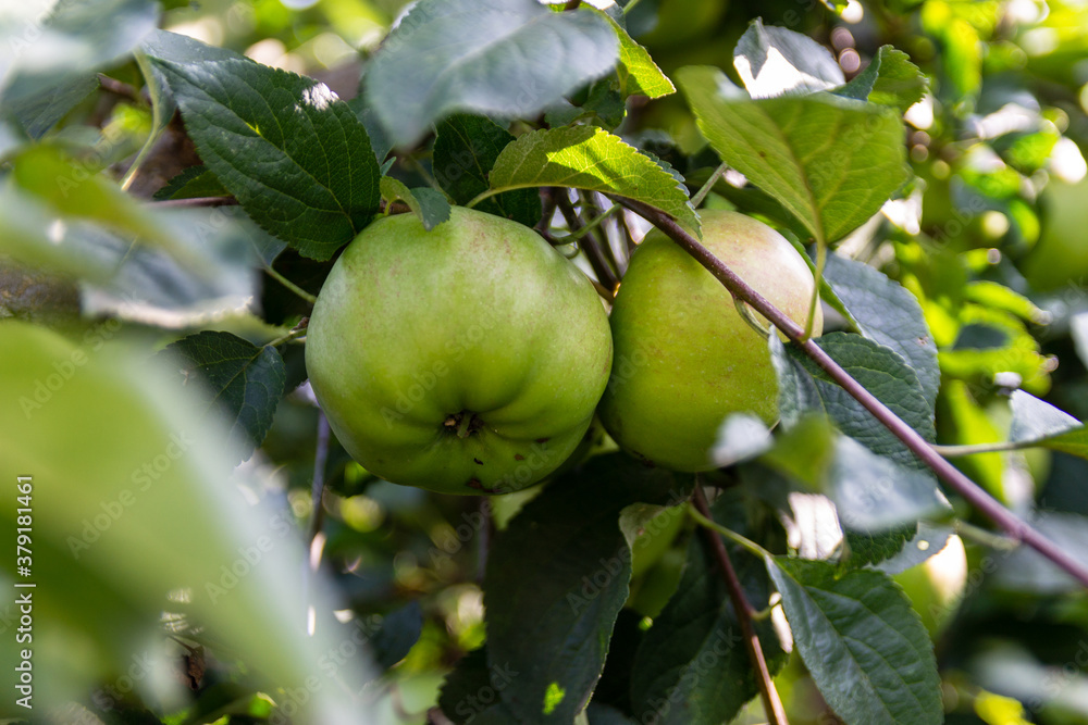 green apples on a tree green apples on a tree