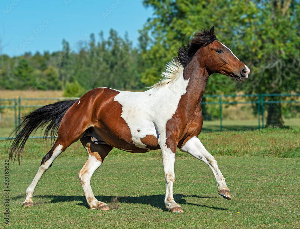 skewbald horse running in the field skewbald horse running in the field