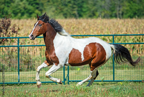 skewbald horse running in the field