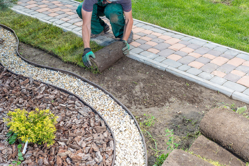 Gardener applying turf rolls in the backyard