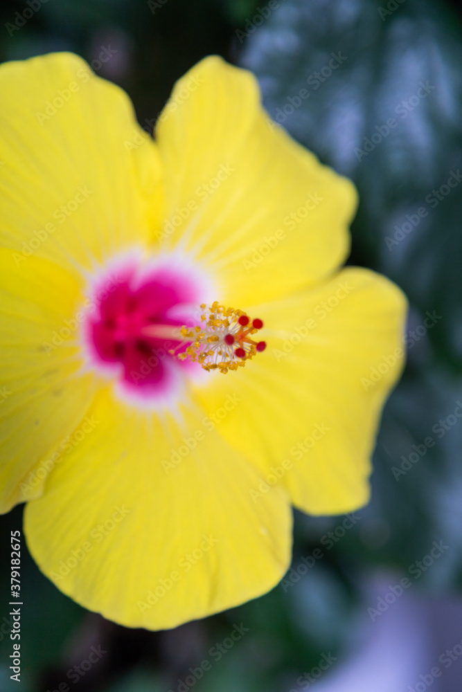 Fleur d'hibiscus jaune et rose avec un pistil rouge et jaune Fleur d'hibiscus jaune et rose avec un pistil rouge et jaune