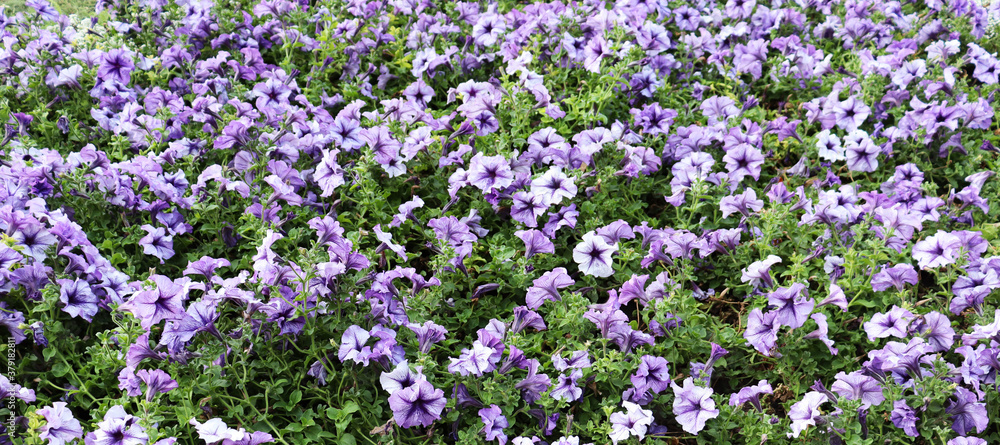 Fototapeta premium Blue flowers field background. Romantic flower wallpaper