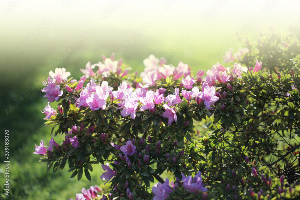 Green bush with pink flower. Nanere background. Green bush with pink flower. Nanere background.