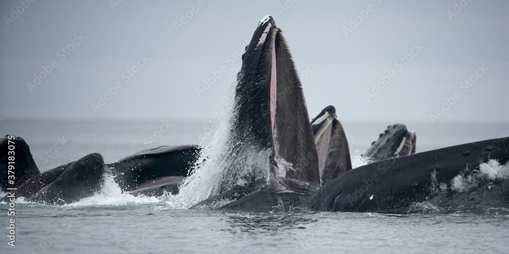 Fototapeta premium Feeding Humpback Whales, Alaska