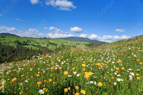 Bright summer midday in the mountains, meadow with flowers in the foreground, mountains in the distance.