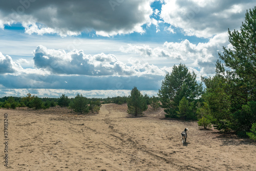 Shifting sand dune at former military training area Jueterbog photo