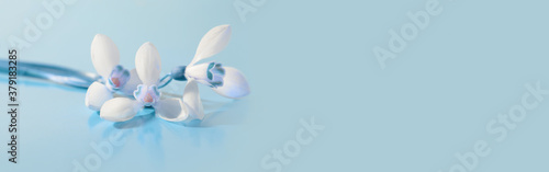 Spring snowdrop flower. Soft focus. Light blue long horizontal background.