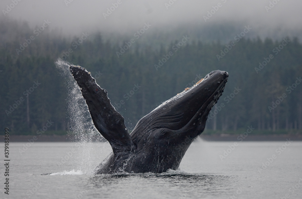 Naklejka premium Breaching Humpback Whale, Alaska