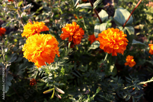 Beautiful orange romantic flowers background