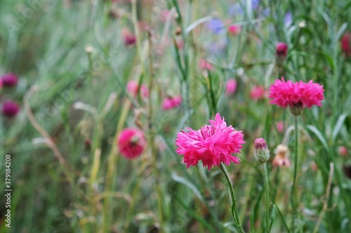 pink flowers in the garden