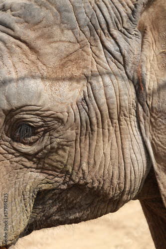 african elephant close up