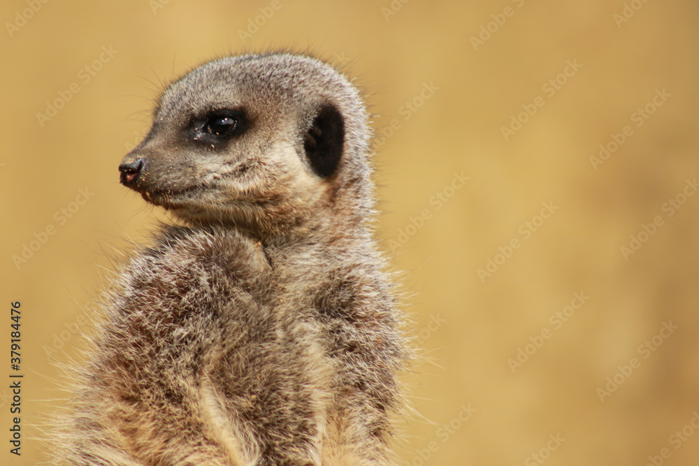 Fototapeta premium meerkat on guard