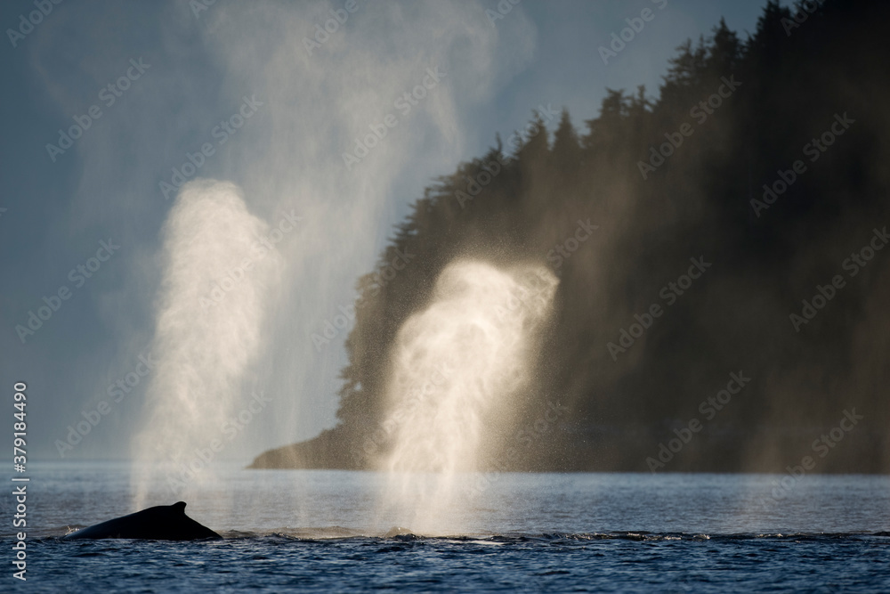 Humpback Whales at Sunset, Alaska