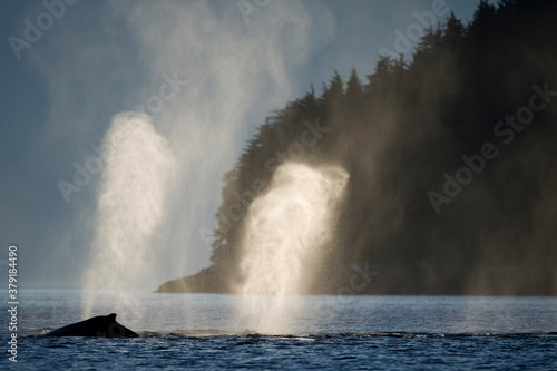 Humpback Whales at Sunset, Alaska