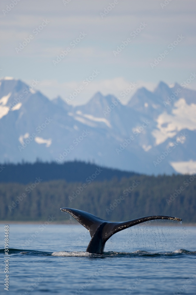 Fototapeta premium Humpback Whale Diving, Alaska