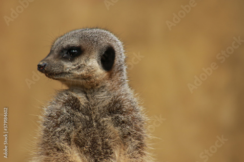 meerkat on guard © Helen