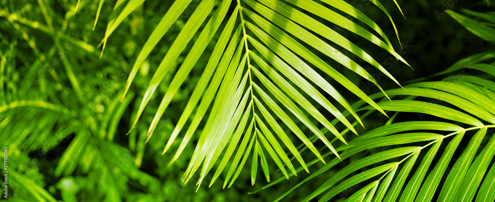 Palm leaf. Tropical plants. Nature green color background. - obrazy, fototapety, plakaty 