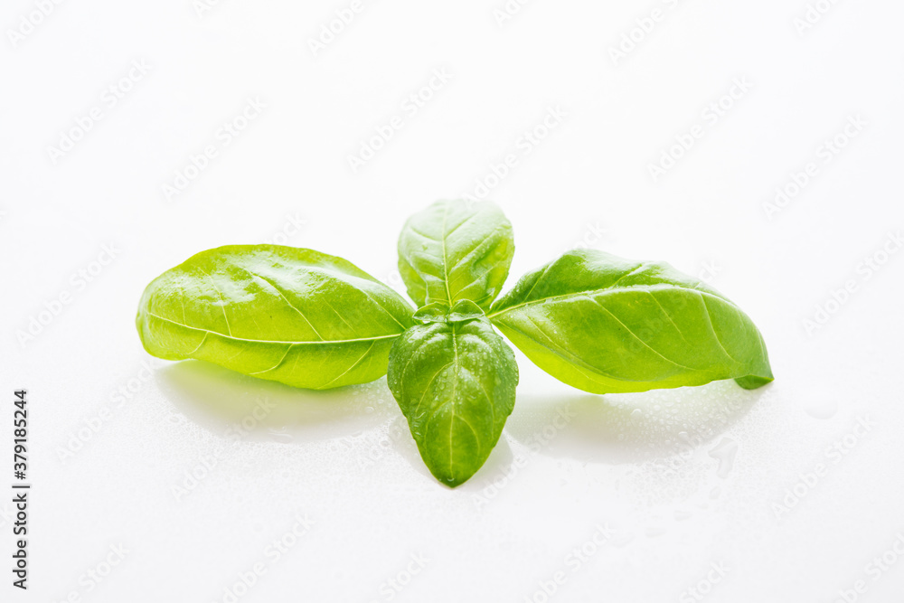 Obraz premium Fresh green Basil with water drops on a white background