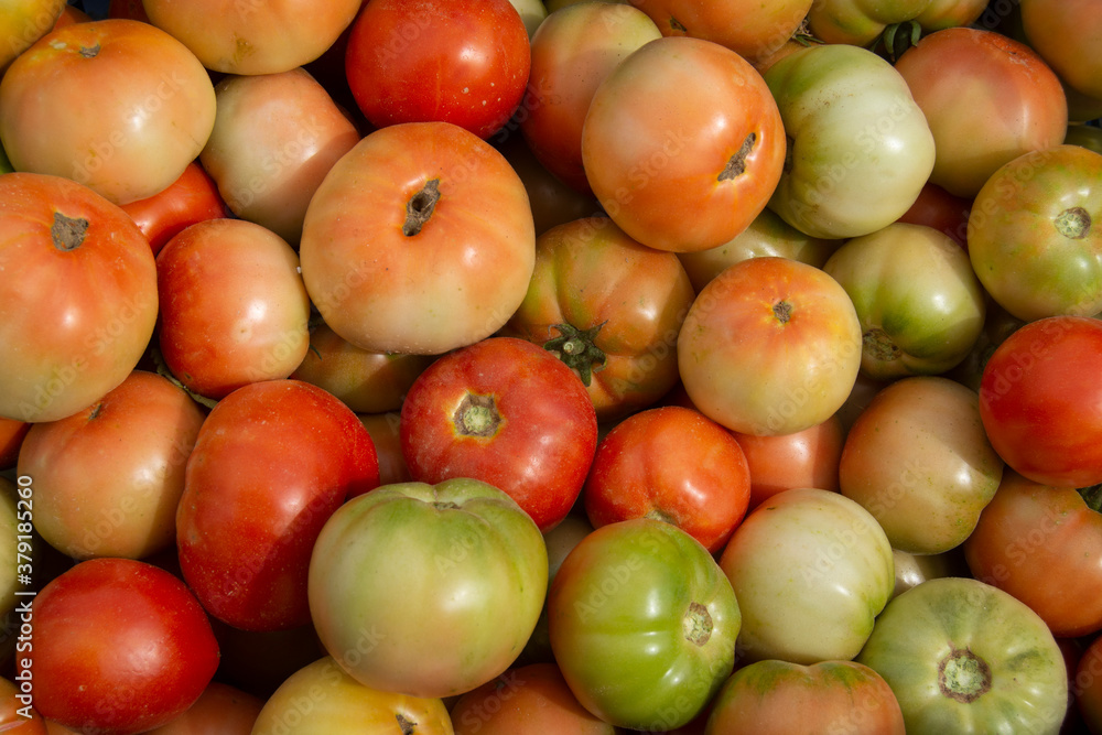Cesto de tomates de la huerta Cesto de tomates de la huerta