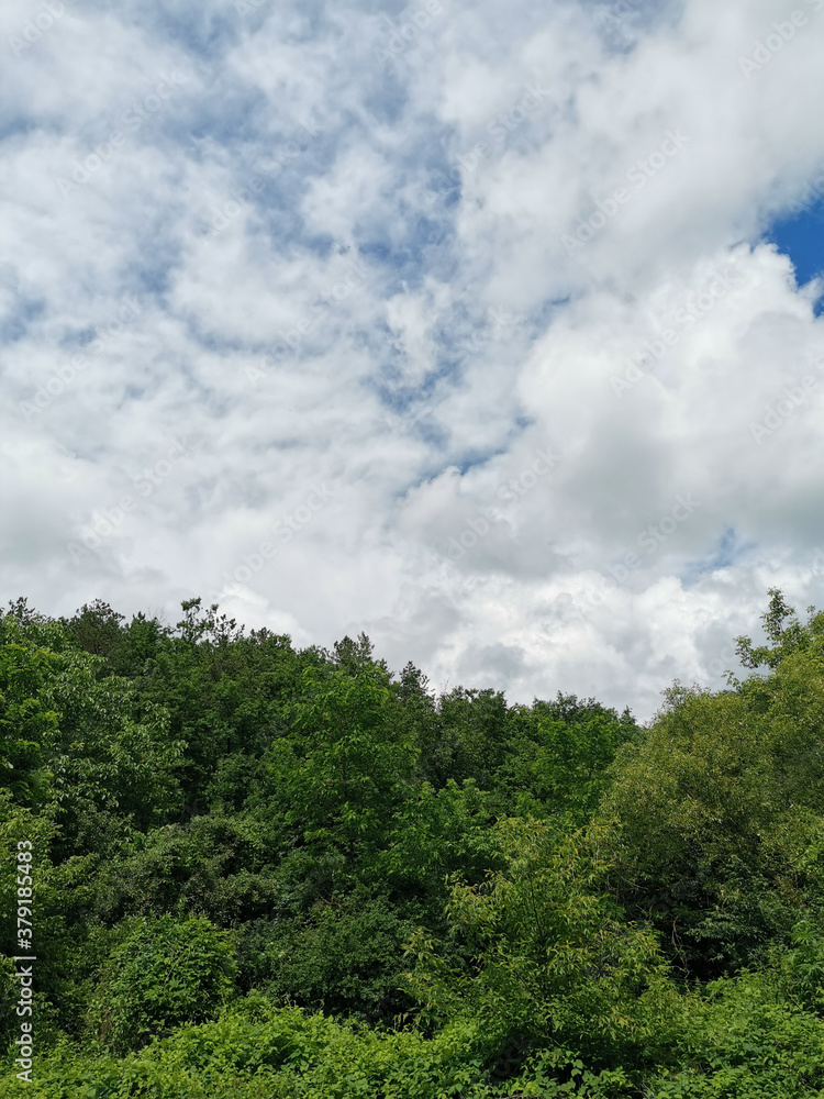 Cloudy sky with forest