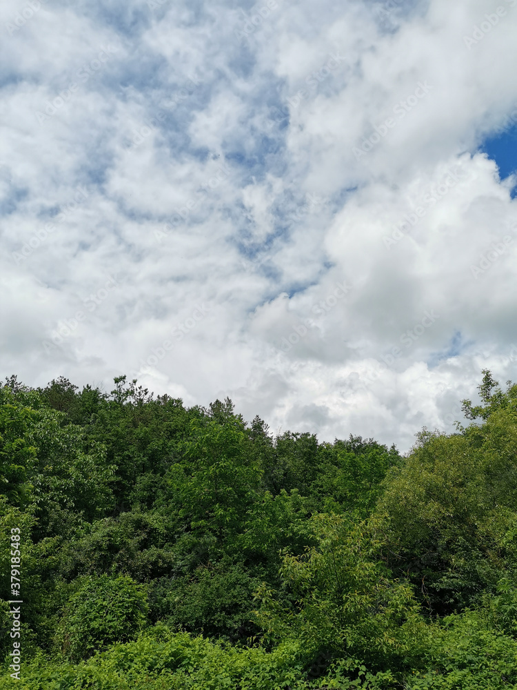 Cloudy sky with forest Cloudy sky with forest