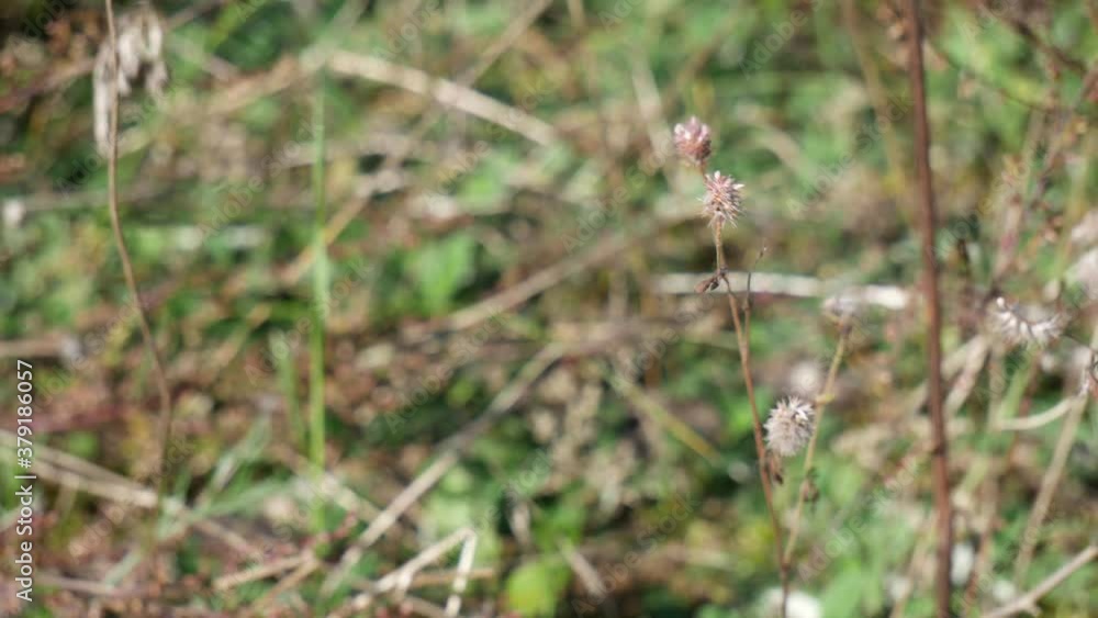 The butterfly sways on a dry stalk and flies away. The butterfly sways on a dry stalk and flies away.