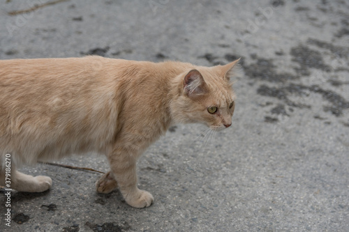 Curious cypriot homeless cat is sneaking down the streen, searching comething to eat Street cat is red color. © Дмитрий Березнев