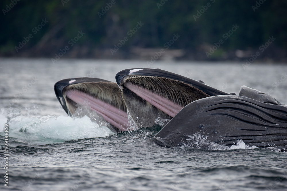 Fototapeta premium Feeding Humpback Whales, Alaska