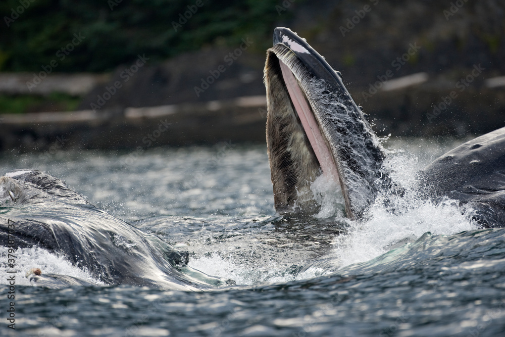 Fototapeta premium Feeding Humpback Whales, Alaska