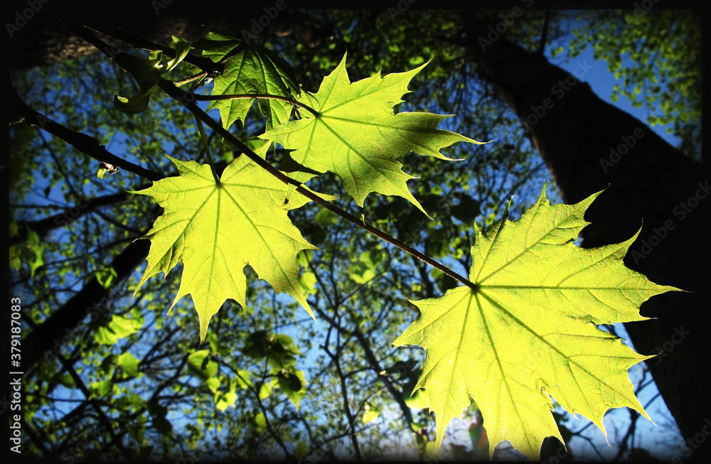 Obraz premium leaves of trees